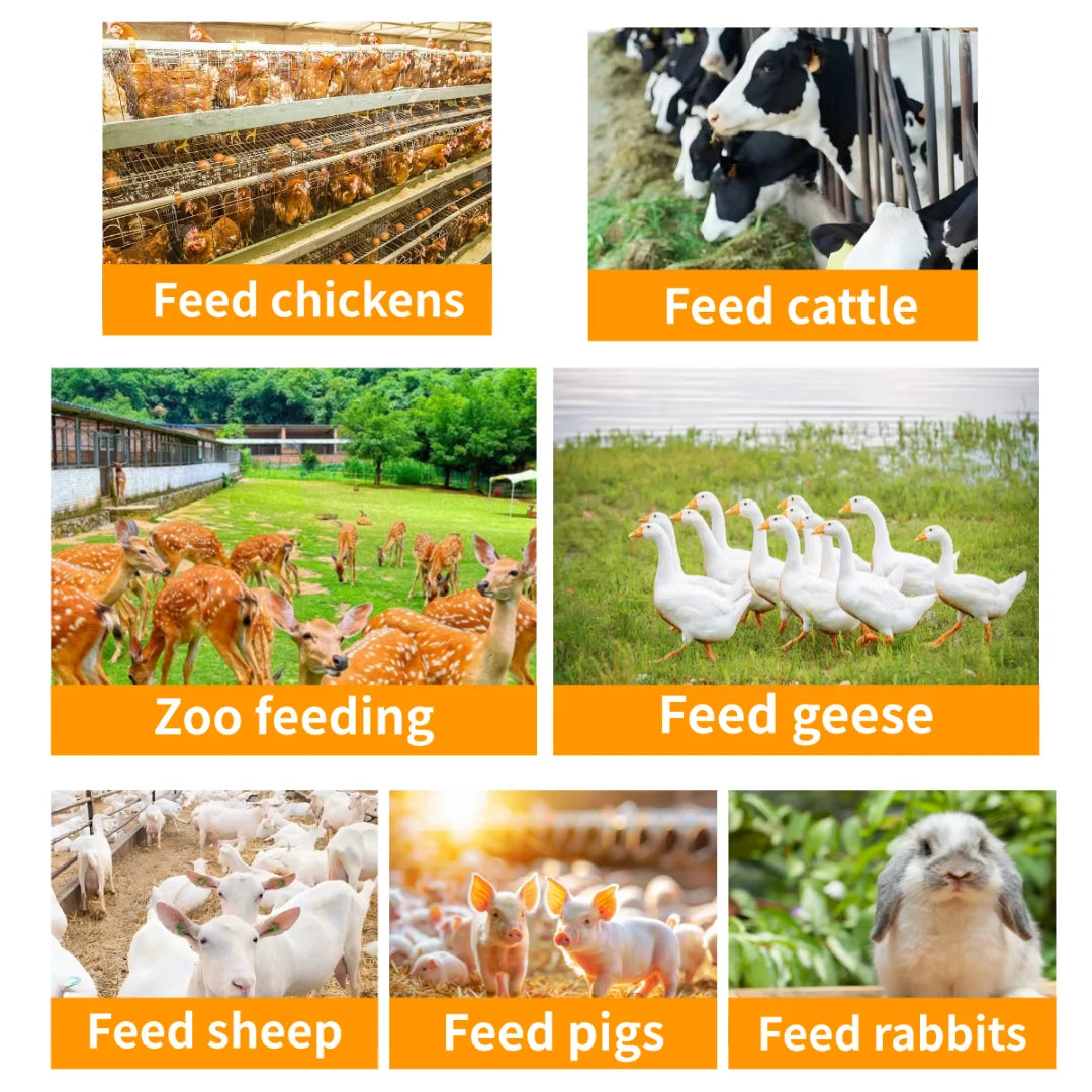 New Stainless Steel Vegetable Chopper Shredder Machine High Efficiency 2 Ton/H Capacity Electric Poultry Livestock Animal Feed